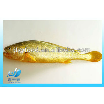 FROZEN BIG YELLOW CROAKER FISH(SEAFOOD)